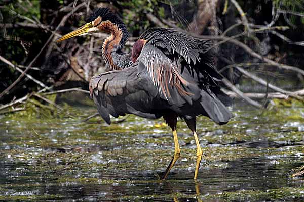 Renzo-Airone rosso Ardea purpurea